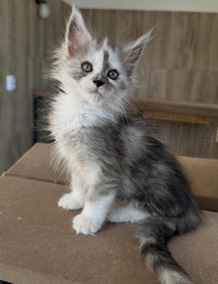 Daisy - Red/Orange with White Maine Coon