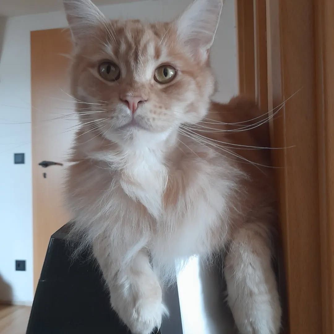 Lexi - Brown Tabby Maine Coon kitten