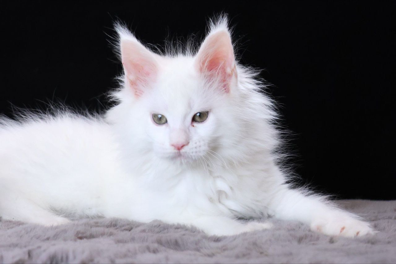Lucia - Red Tabby with White Maine Coon kitten