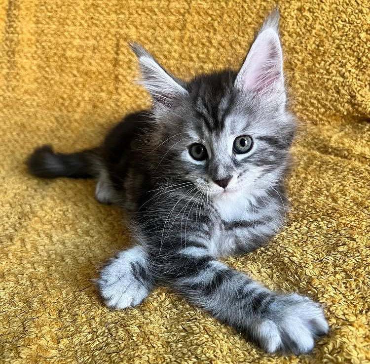 Max - Cream with Fawn Maine Coon