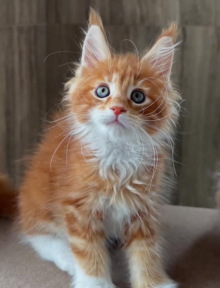 Milo - Solid Black Maine Coon