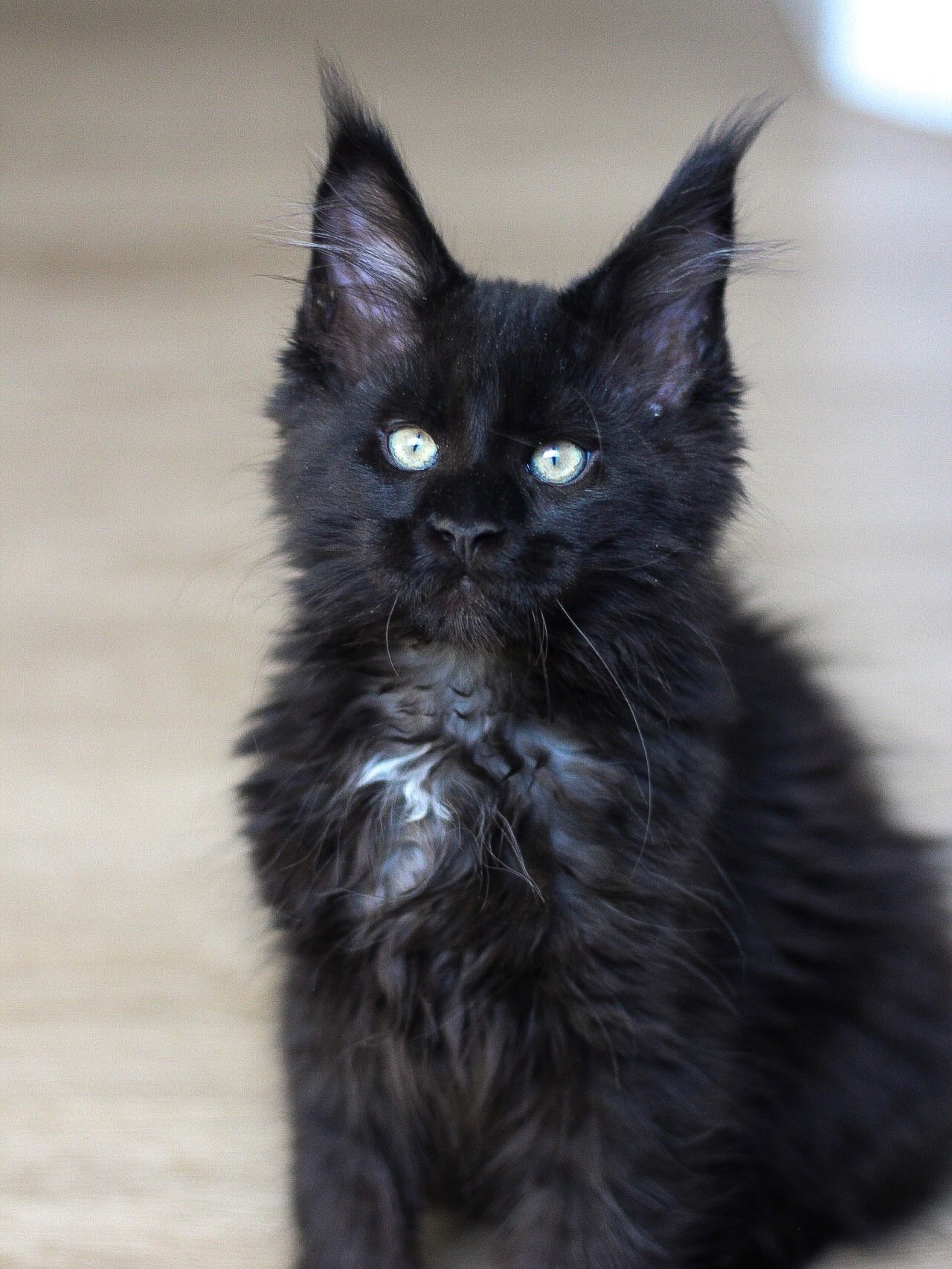 Riccki - Thumbnail 2