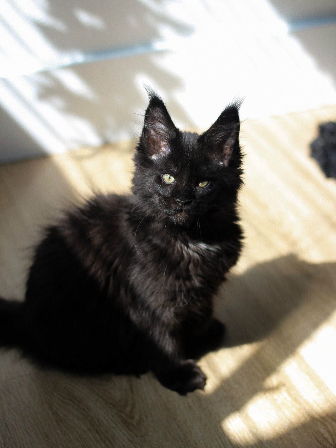 Riccki - Thumbnail 3