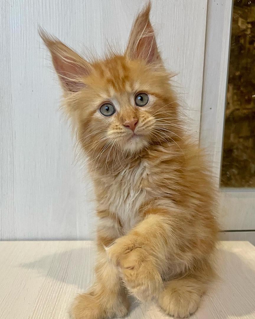 Rockzy - Brown Tabby Maine Coon