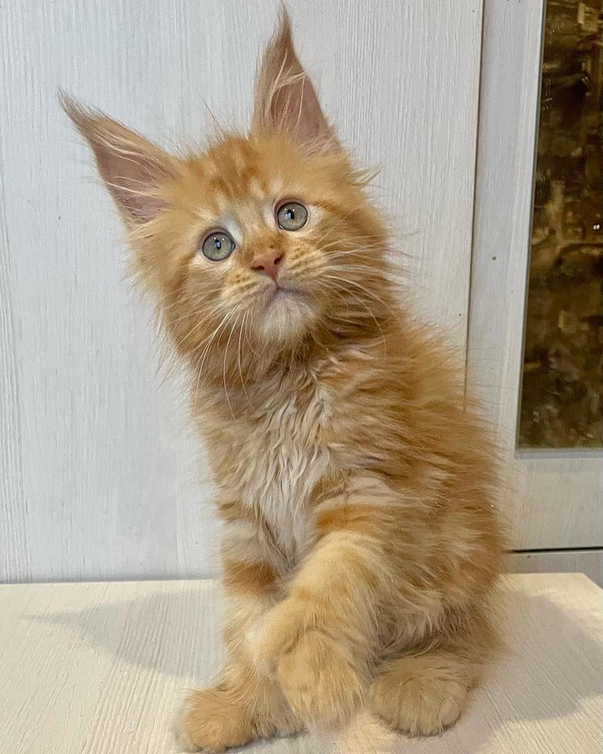 Rockzy - Thumbnail 2