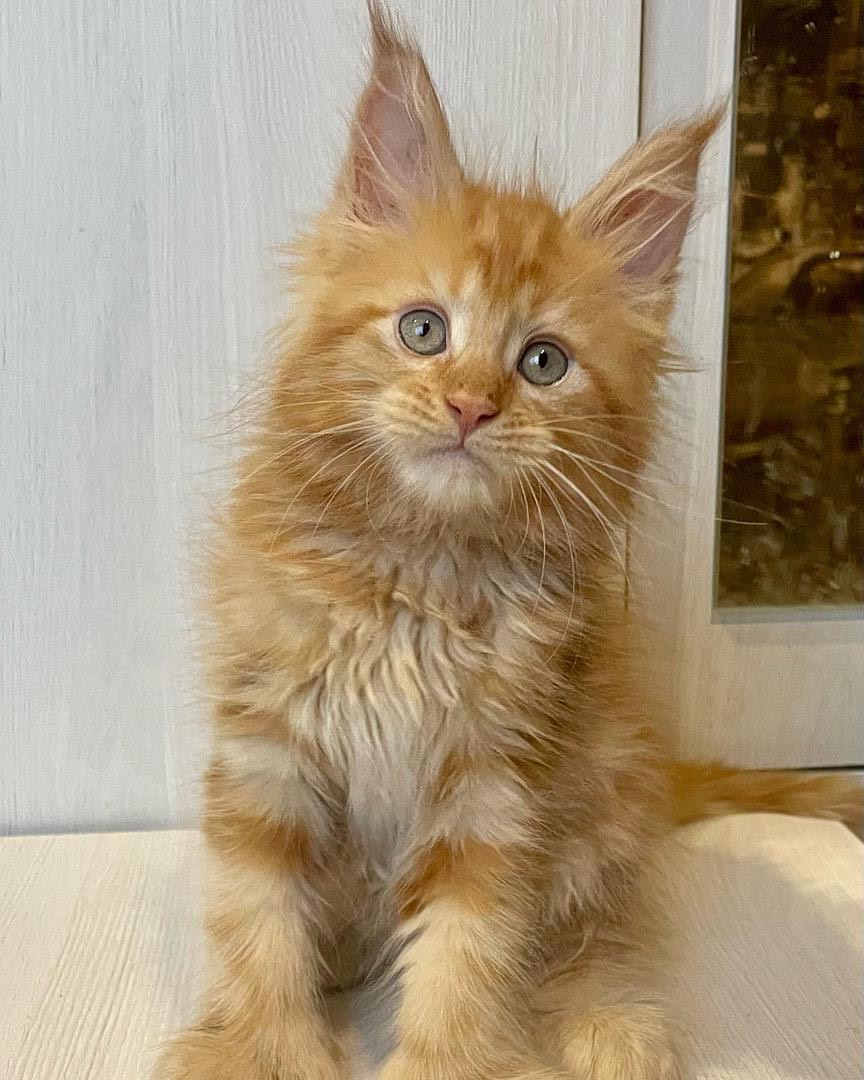 Rockzy - Thumbnail 3