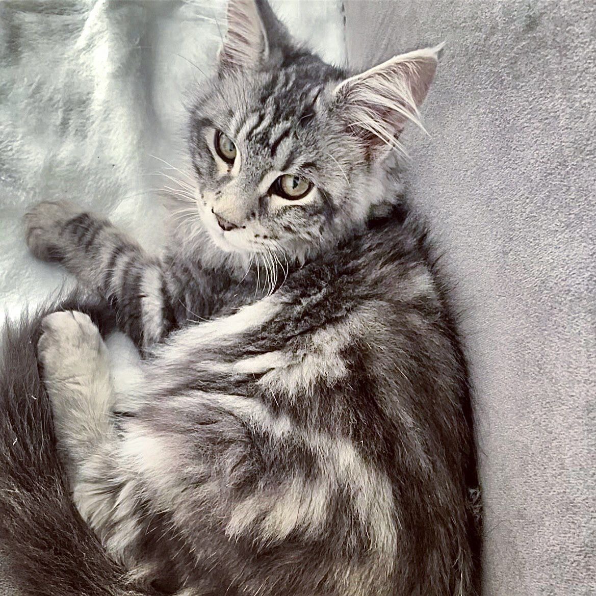 Roxy - Red Tabby Maine Coon kitten