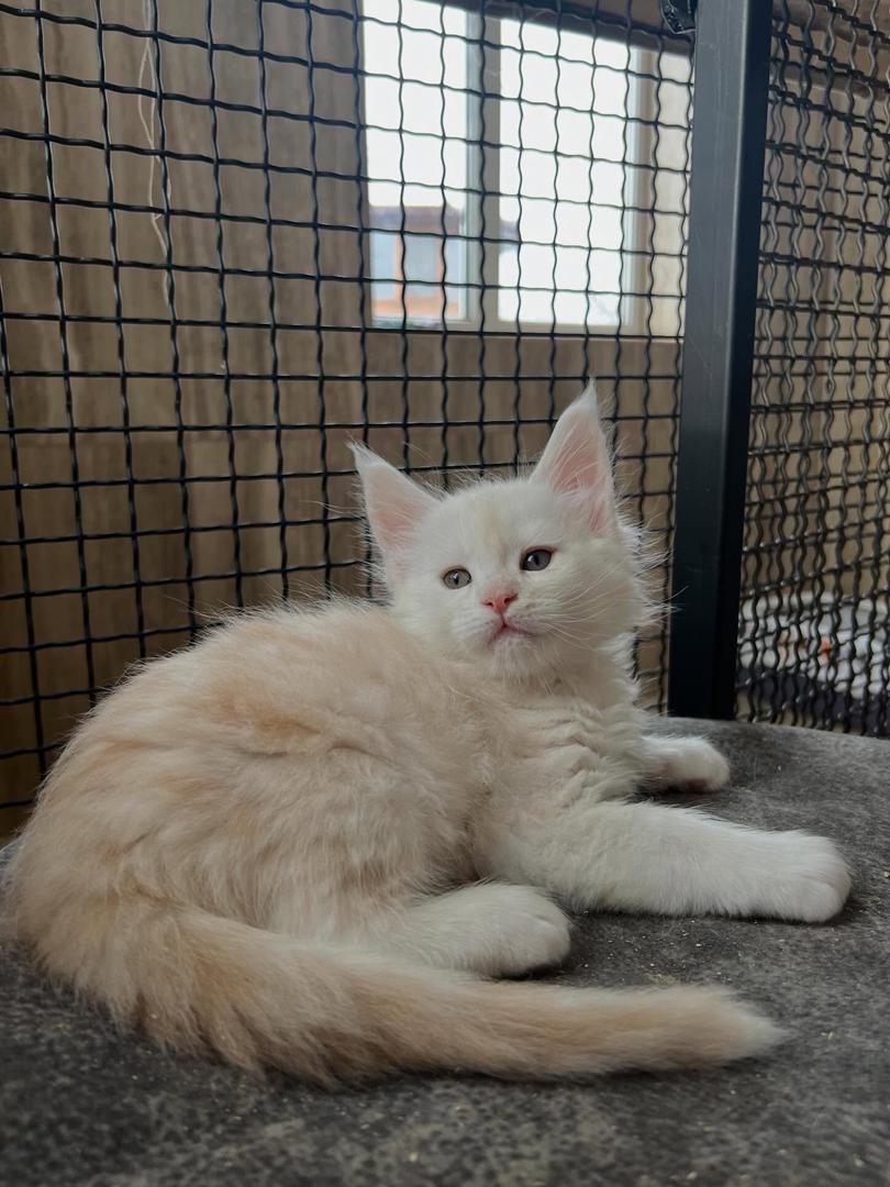 Zukti - Calico Maine Coon