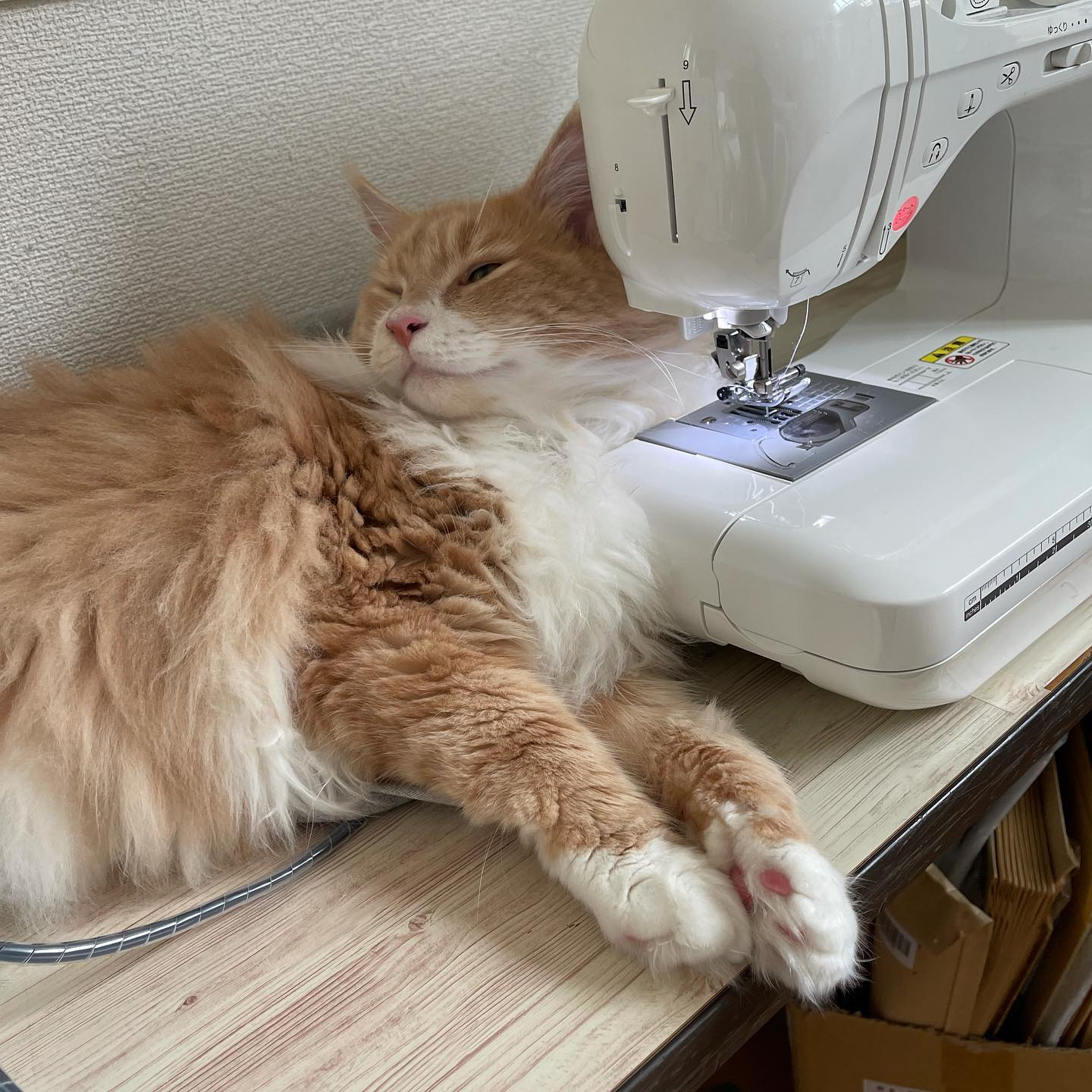 Chloe - Red/Cream with White Maine Coon