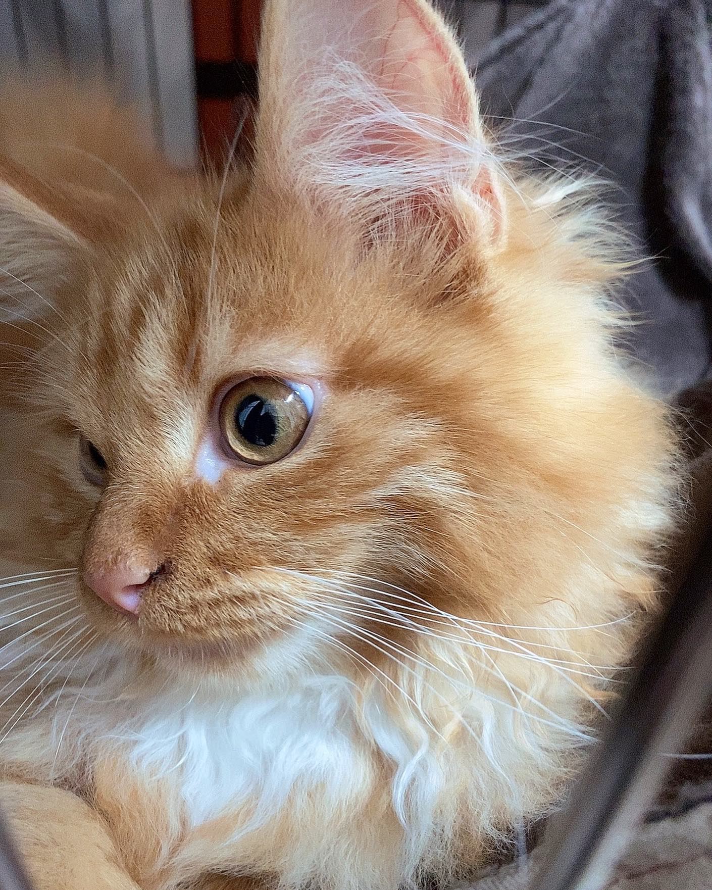 Daisy - Red/Orange with White Maine Coon kitten