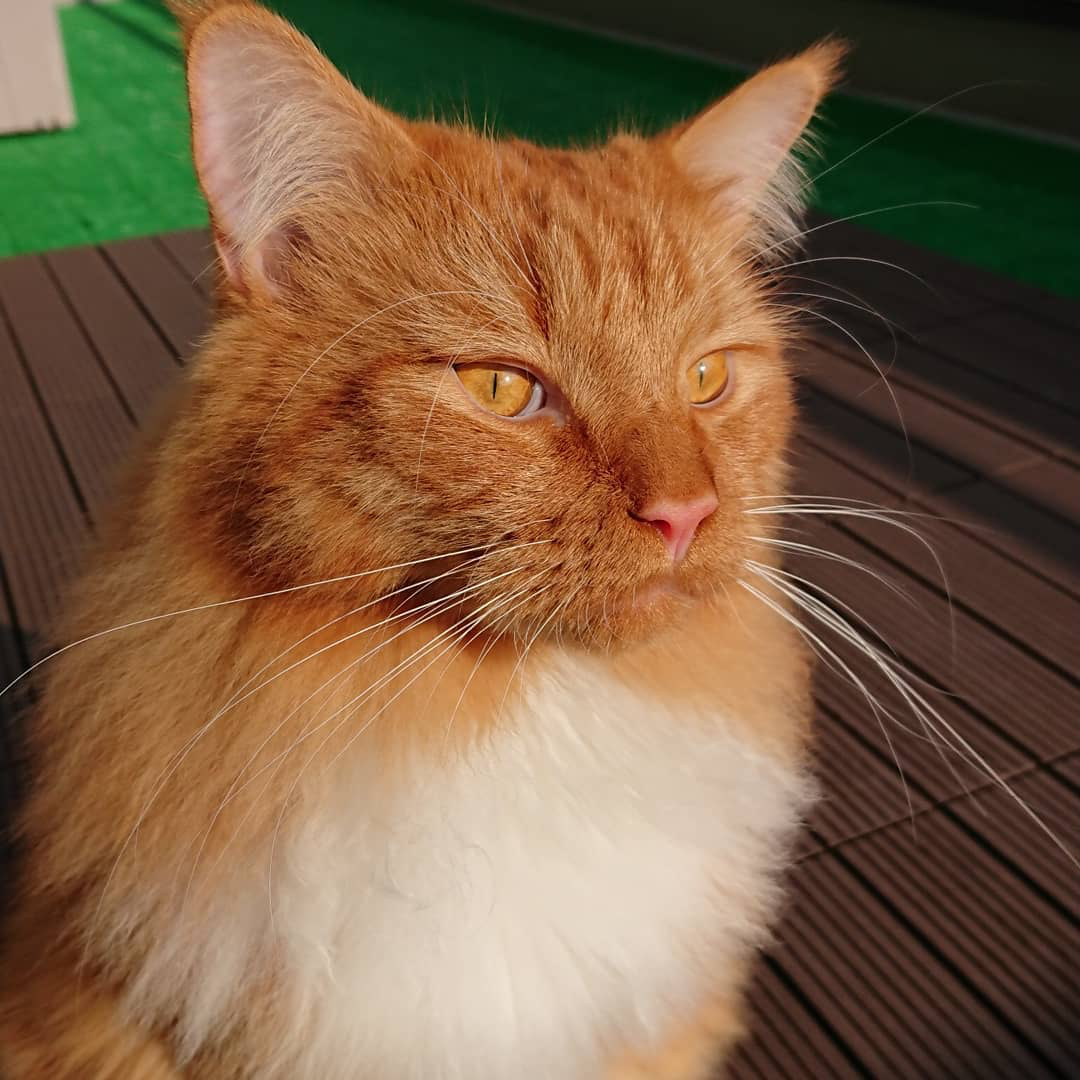 Luna - Red Tabby with White Maine Coon kitten