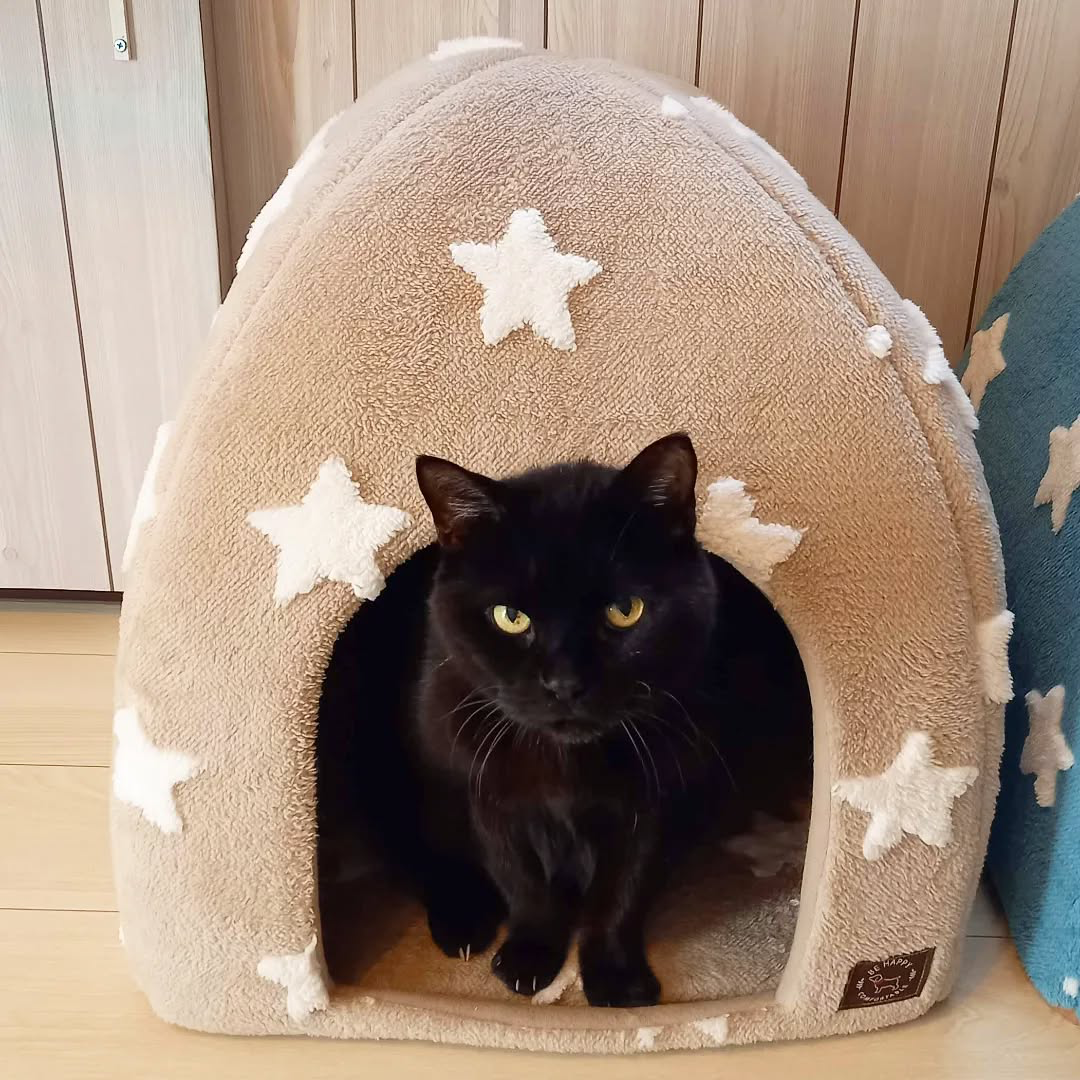 Milo - Solid Black Maine Coon kitten