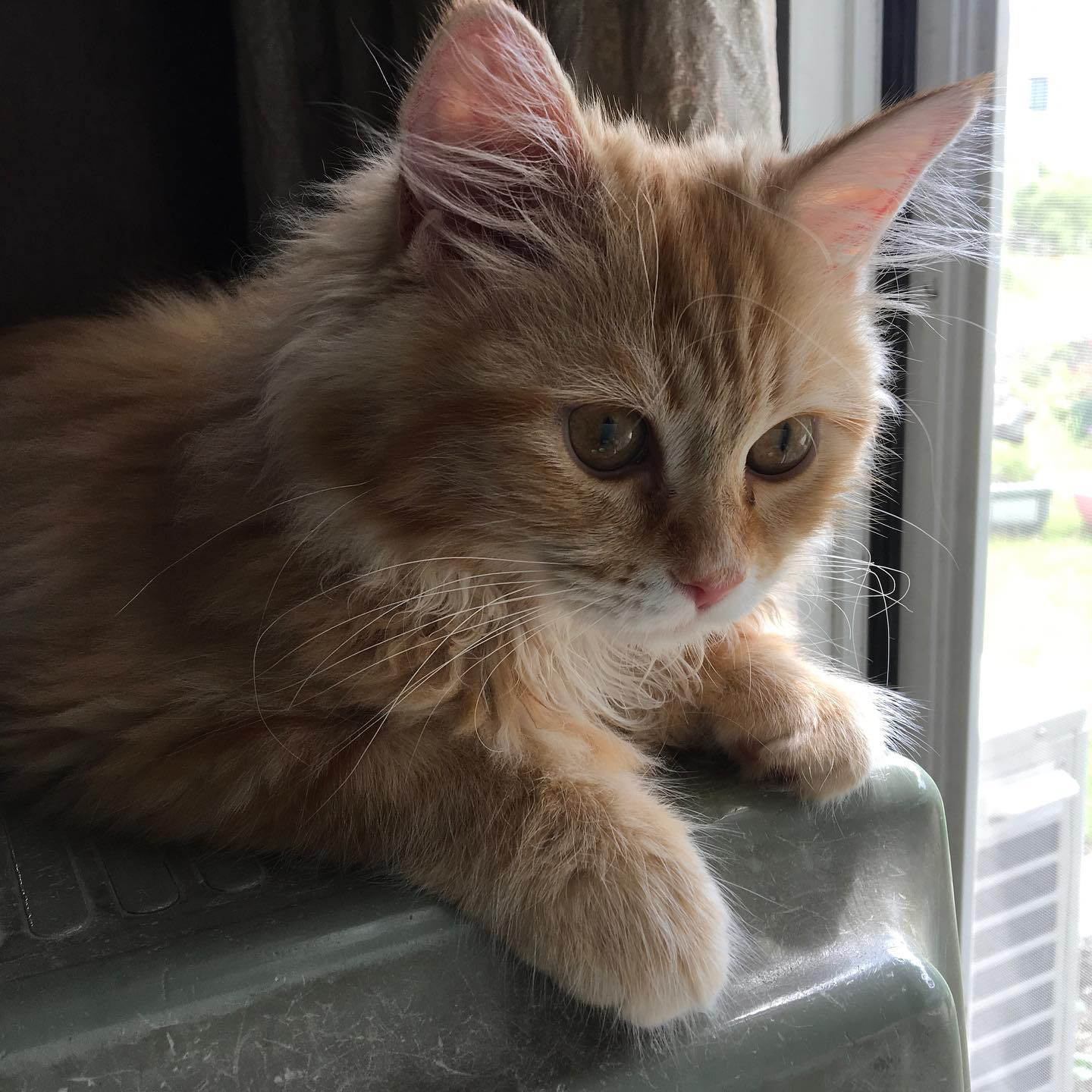 Missy - Red/Cream Tabby Maine Coon kitten