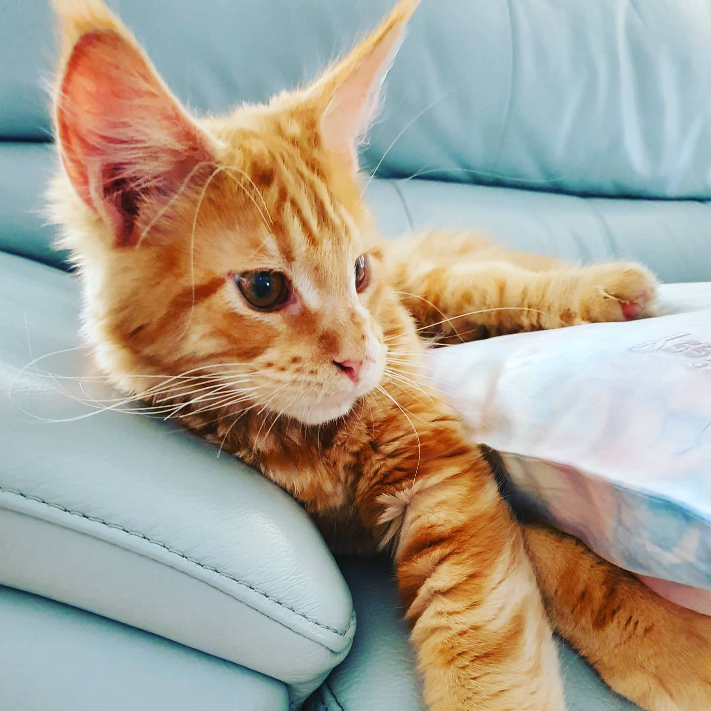 Nicki - Red Classic Tabby Maine Coon