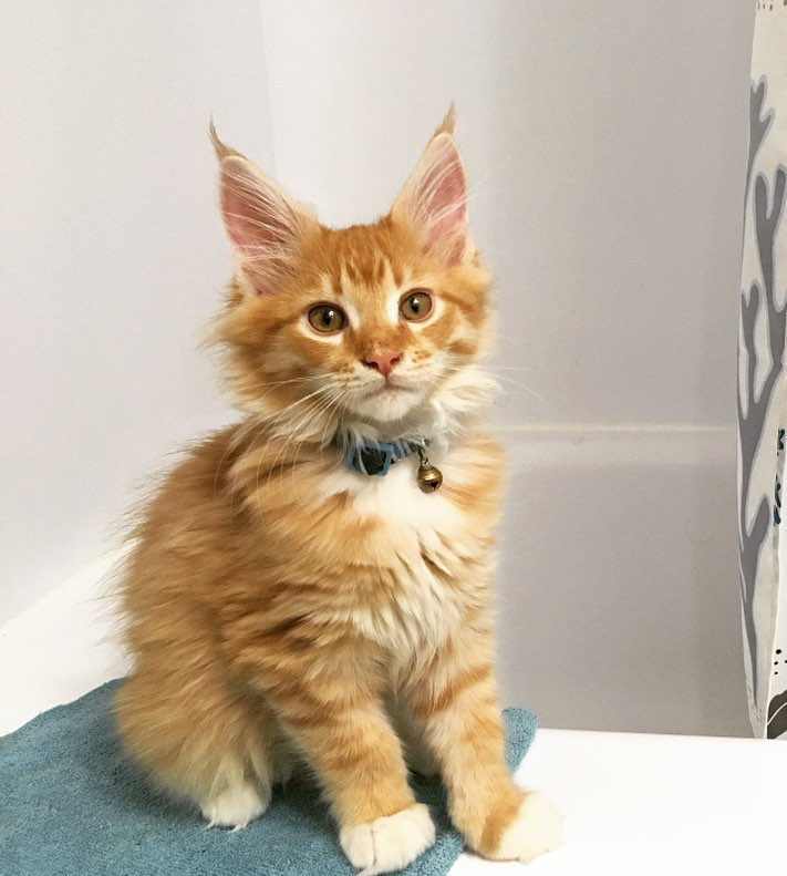 Riccki - Red Tabby with White Maine Coon kitten