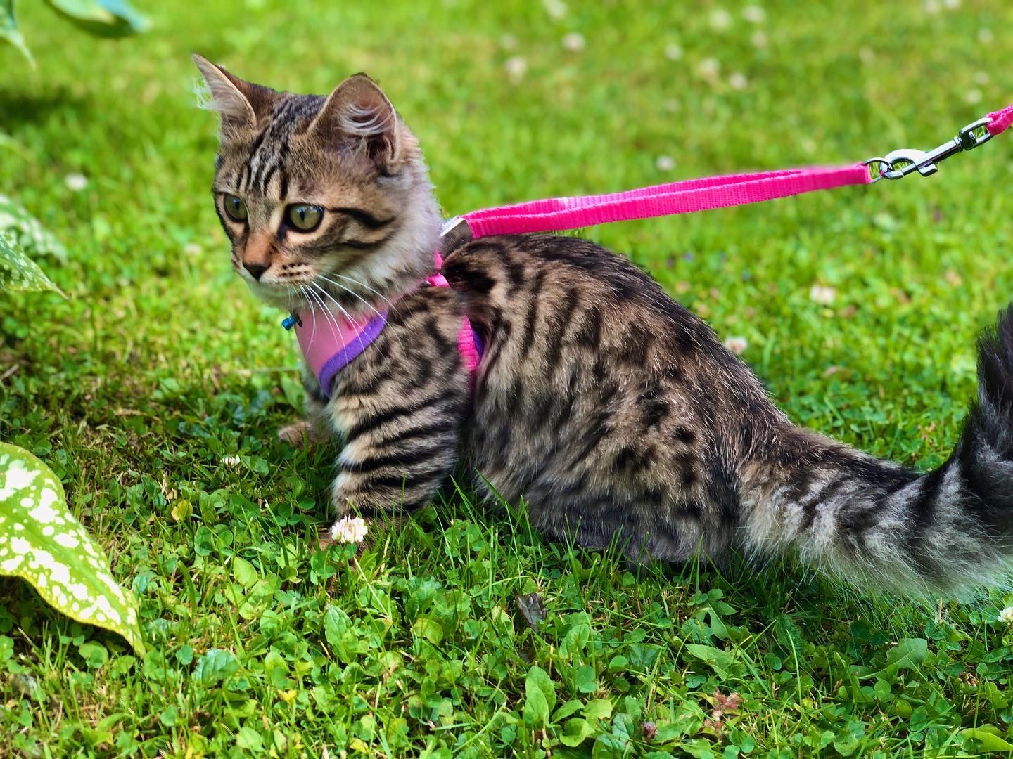 Rockzy - Brown Tabby Maine Coon kitten