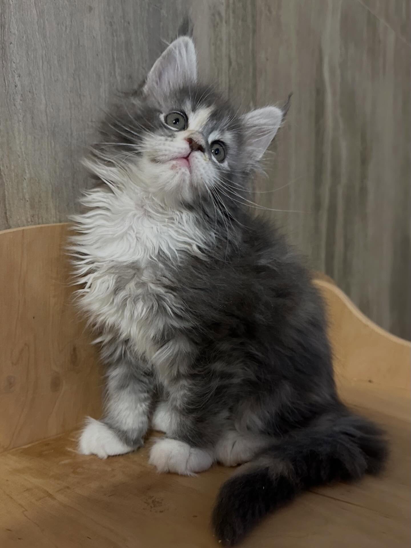 Skye - Red Classic Tabby Maine Coon