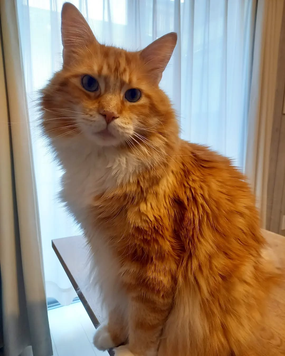 Skye - Red Classic Tabby Maine Coon kitten