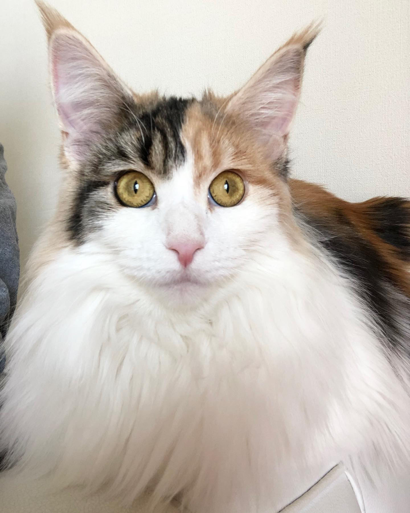 Zukti - Calico Maine Coon kitten